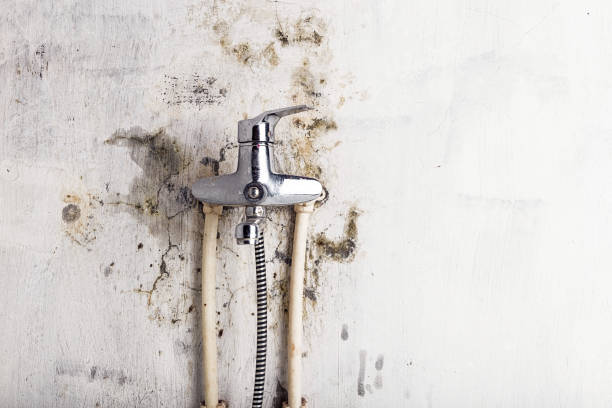 Best Commercial Mold Removal  in Chapel Hill, TN
