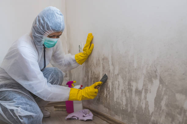 Professional Mold Removal in Chapel Hill, TN