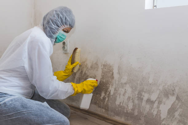 Best Mold Damage Repair  in Chapel Hill, TN