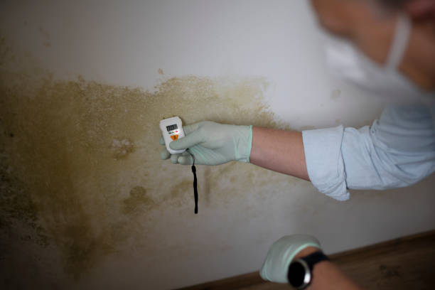 Best Mold Removal and Inspection  in Chapel Hill, TN