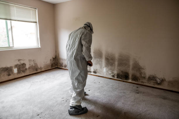 Reliable Chapel Hill, TN Mold Removal Solutions