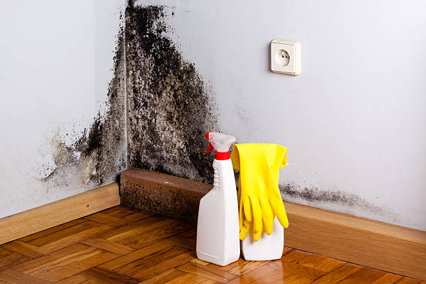 Best Attic Mold Removal  in Chapel Hill, TN