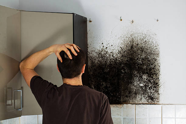 Best Same-Day Mold Removal  in Chapel Hill, TN