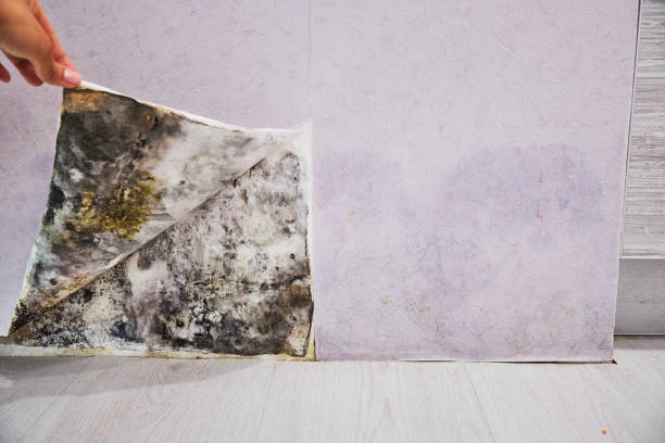 Best Mold Removal Near Me  in Chapel Hill, TN